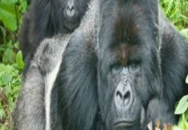 什么是黑猩猩的天敌 与大猩猩有什么不同