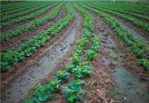 花生干旱什么程度浇水