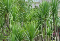 龙须树卷叶是什么原因？