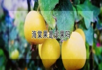 海棠果是沙果吗？