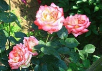 月季土壤怎么配