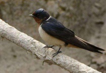 燕子是昆虫吗？