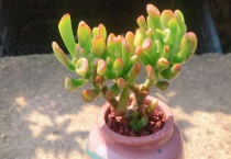 吸财树掉叶子怎么回事