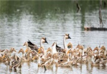 小鸭子喝水要控制吗？