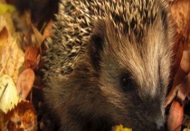 豪猪和刺猬的区别？ 附豪猪的生活习性