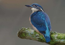 常见的蓝色的鸟有哪些？