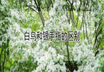 白鸟和银手指的区别？