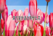 南方室外适合养什么花