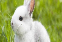 兔子种类 什么品种的肉兔好