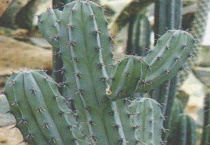 蓝柱仙人掌怎么养