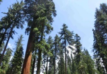 常青植物有哪些？