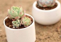 多肉种下多久能看出种活了