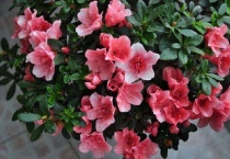 贵州杜鹃花几月份开