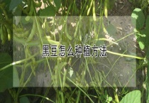 黑豆怎么种植多久？