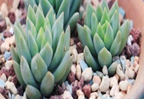 千佛手叶子皱了怎么办 发皱的原因是什么？