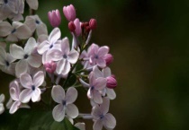 母丁香和公丁香区别？