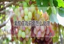 葡萄苗栽前要怎么多久？