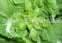 儿菜只长叶子不长儿什么原因？