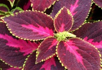 彩叶草养殖多久？