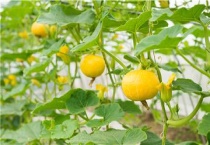 南瓜种植技术与管理如何打芯