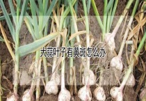 大蒜叶子有黄斑怎么办？