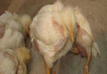 鸡新城疫防治多久？