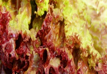 红叶生菜可不可以生吃 附红叶生菜简介