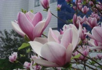 玉兰可以插芊成活吗？