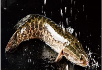 钓黑鱼用什么饵 钓黑鱼的注意事项