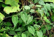 夜交藤是什么植物的藤