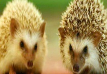 刺猬吃什么 附人工驯养的注意事项