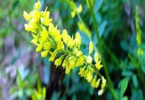 草木樨蜜 附详细介绍