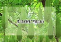 佛手瓜的根第二年还会长吗？