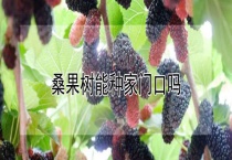 桑果树能种家门口吗？