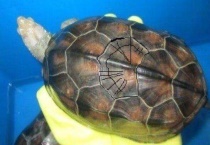 温室龟和外塘龟区别？