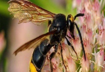 金环胡蜂(中国大虎头蜂) 附生活习性