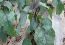 茄子苗上有虫子怎么办？