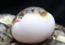 狗头鱼和河豚鱼区别？