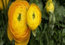 花毛茛有毒吗？