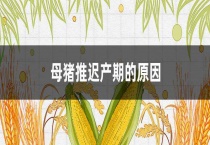 母猪推迟产期的原因？