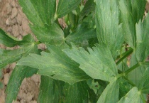 当归种植条件有哪些？附施肥多久？