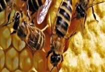 有了王台怎样人工分蜂 附人工分蜂的注意事项