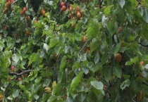 开心果树几年结果 附生长习性和品种