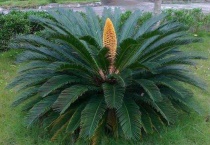 铁树几月份长新叶