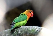 养了一只母鹦鹉下蛋了怎么办？