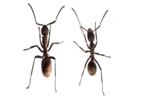 蚂蚁族群的职能分工 蚂蚁是典型的社会性群体