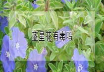 蓝星花有毒吗？