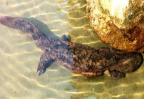 大鲵难产的处理技术 及产后管理