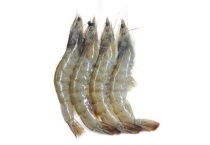 一亩虾塘产多少虾