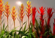 水塔花养殖方法和注意事项